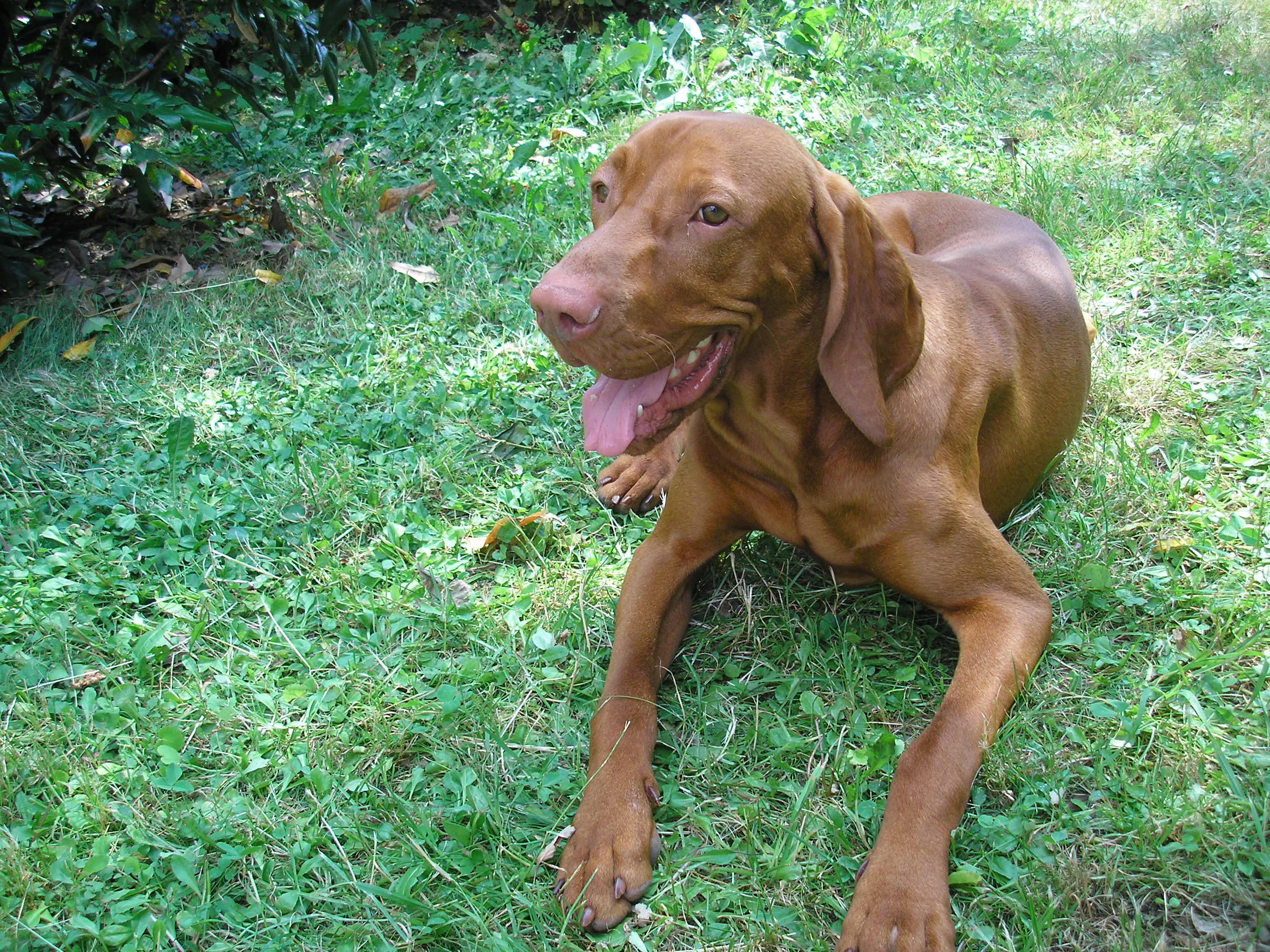Muráň_júl 2007 .jpg